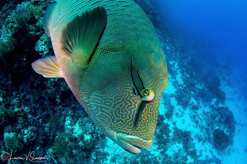 Napoleon Wrasse/Photographed with a Tokina 10-17 mm fishe... by Laurie Slawson 