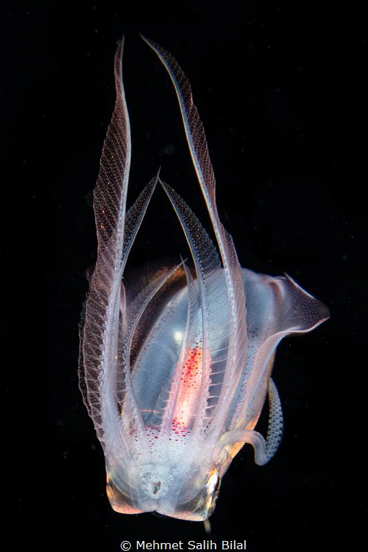 Diamond squid. by Mehmet Salih Bilal 