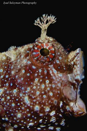 Blenny Portrait by Iyad Suleyman 