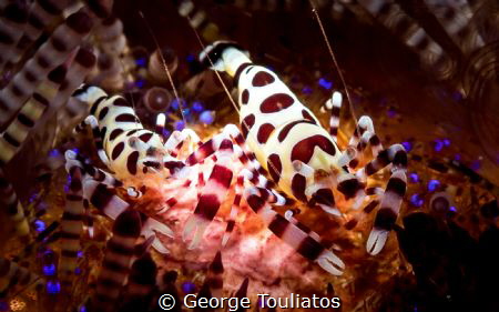 Coleman's Shrimps!!! by George Touliatos 