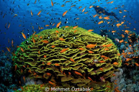 underwater life    
Red sea /Tiran  reefs by Mehmet Öztabak 