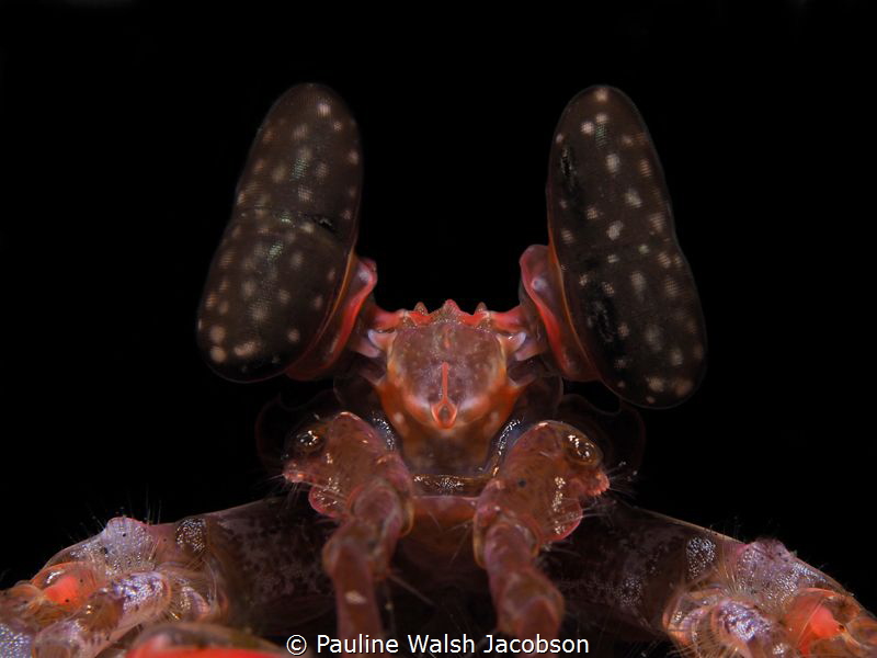 Spearing Mantis, Lysiosquillina lisa, Lembeh (background ... by Pauline Walsh Jacobson 