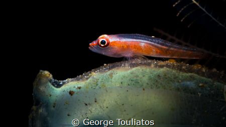 Goby on turnicate!!! by George Touliatos 