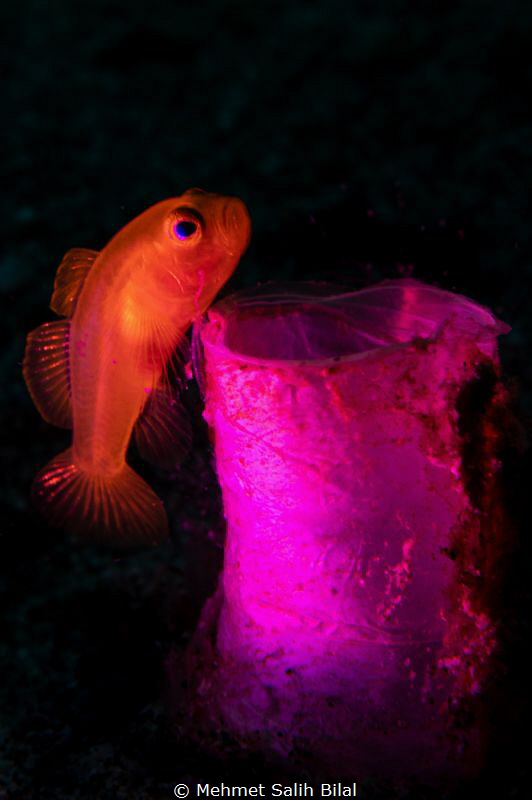 Lemon goby and its tunicate. by Mehmet Salih Bilal 