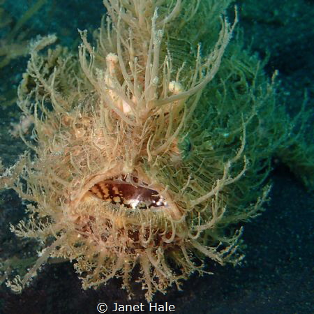 Hairy Frogfish hangin' out! by Janet Hale 