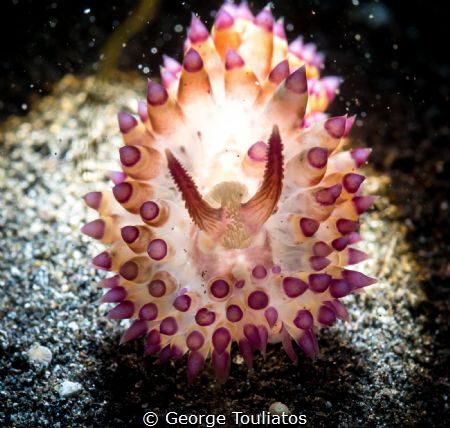 All Spikes and Purple!!! by George Touliatos 