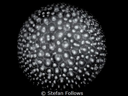 The War of the Worlds

Jellyfish - Thysanostoma thysanu... by Stefan Follows 