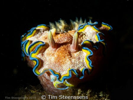 Glossodoris Cincta by Tim Steenssens 
