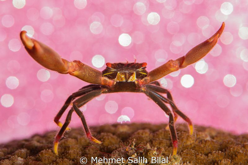 Ready for christmas. by Mehmet Salih Bilal 