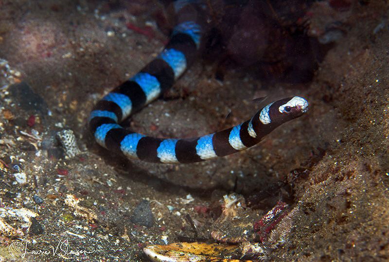 Yellow-lipped sea krait/Photographed with a Canon 60 mm m... by Laurie Slawson 