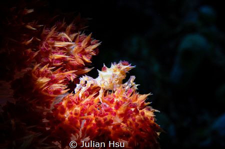 Candy crab by Julian Hsu 