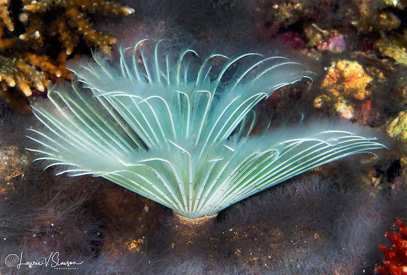 Feather duster worm/Photographed with a Canon 60 mm macro... by Laurie Slawson 