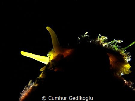 Tylodina perversa
Back lighted by Cumhur Gedikoglu 