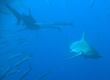 Blacktip sharks chasing barracuda at Shark Reef, Ras Moha... by Nikki Van Veelen 