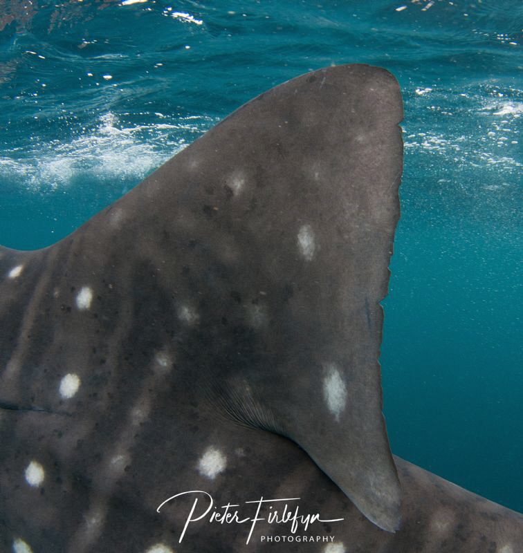 Dorsal fin of a whaleshark by Pieter Firlefyn 