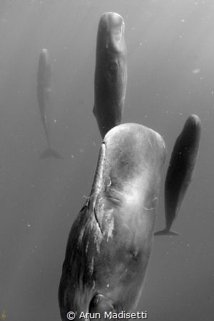 Sleeping giants.
Sperm whales shut down half their brain... by Arun Madisetti 