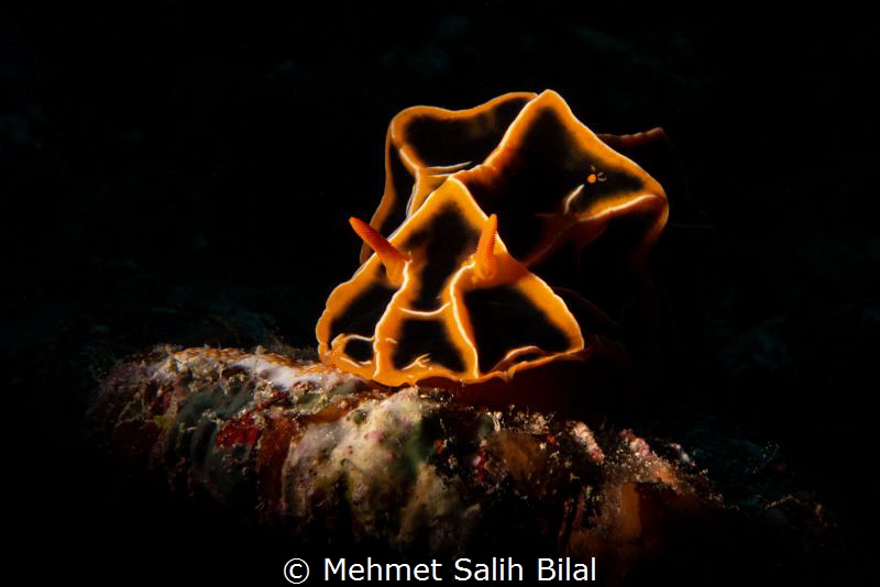 Halgerda reticulidia. by Mehmet Salih Bilal 