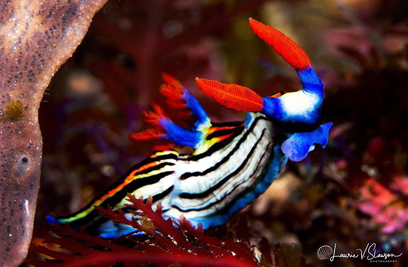 Nembrotha sp. undescribed/Photographed with a Canon 100 m... by Laurie Slawson 