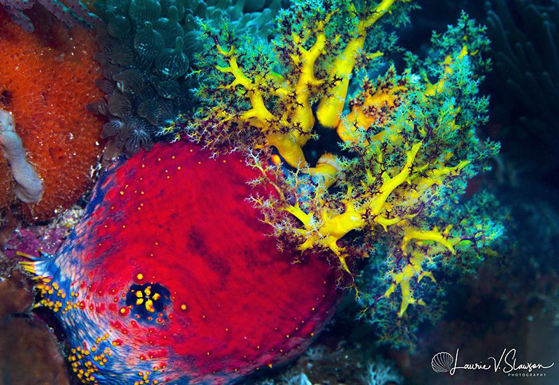 Sea apple/Photographed with a Canon 100 mm macro lens at ... by Laurie Slawson 