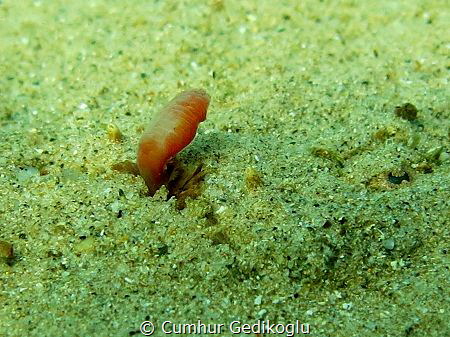 Uranoscopus scaber
A worm like bait out of its mouth to ... by Cumhur Gedikoglu 