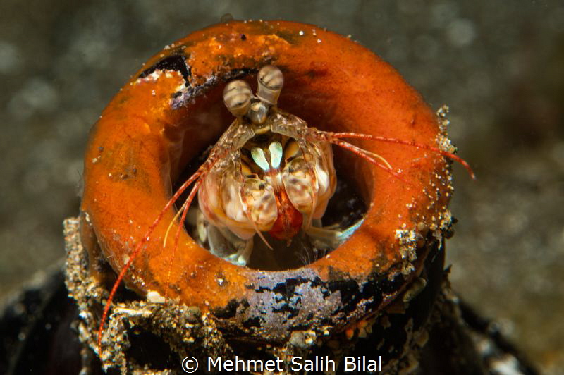 Mantis in the bottle. by Mehmet Salih Bilal 