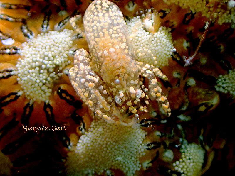 Snapping Shrimp with eggs. by Marylin Batt 