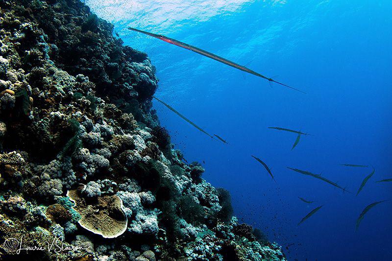 Reefscape at Brothers/Photographed with a Tokina 10-17 mm... by Laurie Slawson 