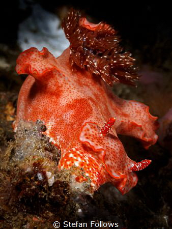 Flight of the Nudi ... !

Nudibranch - Ceratosoma graci... by Stefan Follows 