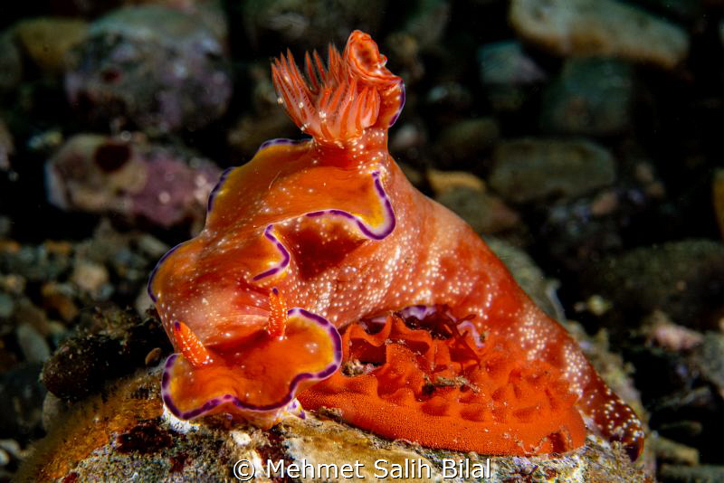 T-bar nudibranch (Ceratosoma tenue) with eggs. by Mehmet Salih Bilal 