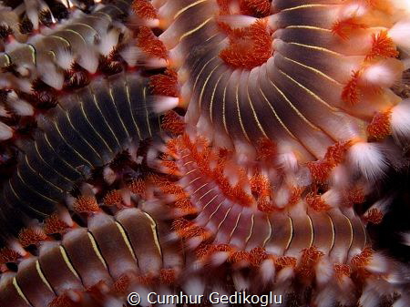 Hermodice carunculata
Fire worms by Cumhur Gedikoglu 