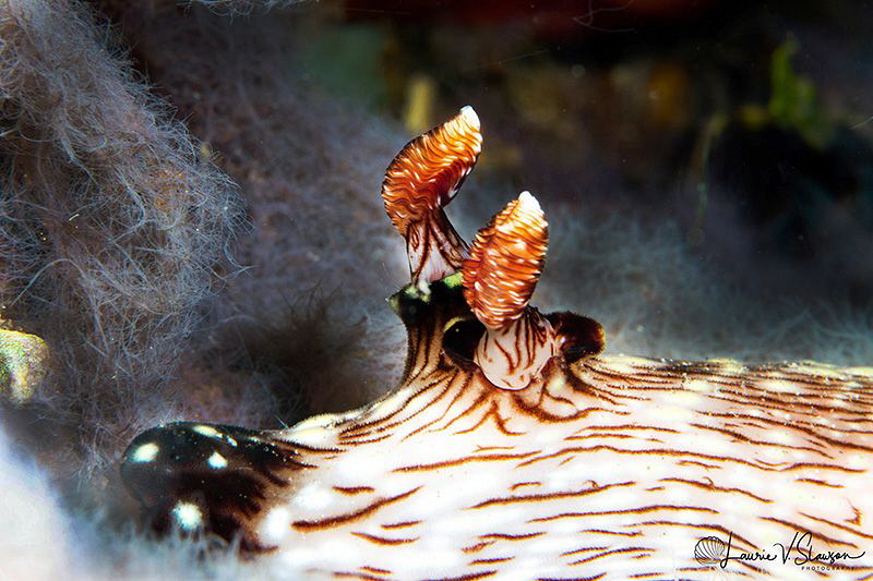 Closeup view of rhinophores of Jorunna rubescens/Photogra... by Laurie Slawson 
