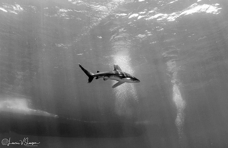 Oceanic whitetip shark/Photographed with a Tokina 10-17 m... by Laurie Slawson 
