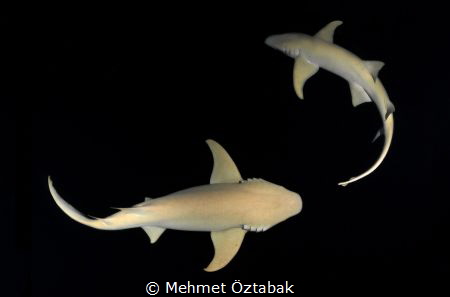 Nurse sharks / Malvives 2019 by Mehmet Öztabak 
