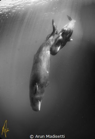 Mother and calf. Newborn calves are able to descend to fe... by Arun Madisetti 