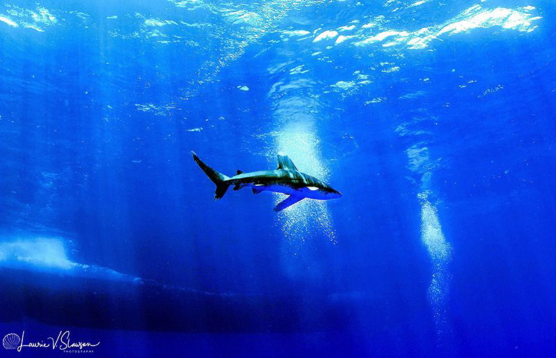 Oceanic whitetip shark/Photographed with a Tokina 10-17 m... by Laurie Slawson 