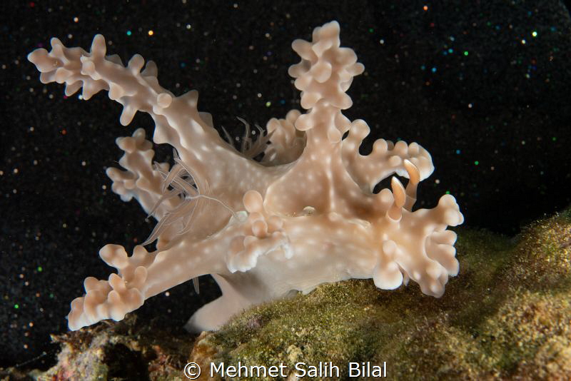 Miamira alleni. by Mehmet Salih Bilal 