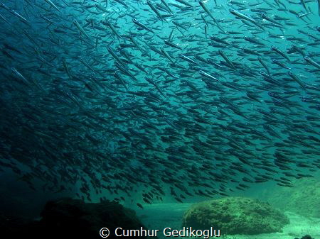 Atherina hepsetus by Cumhur Gedikoglu 