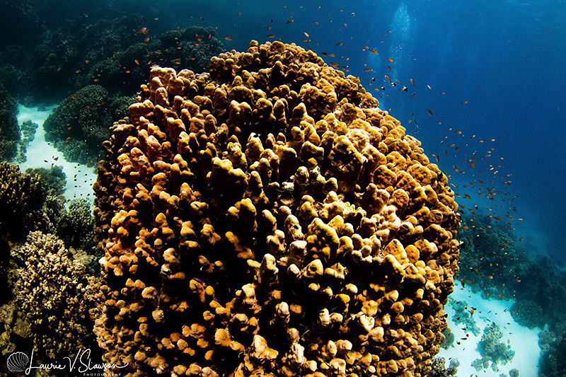 Reefscape at Abu Dabab, Red Sea, Egypt/Photographed with ... by Laurie Slawson 