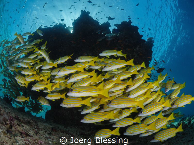 Bluestriped snappers by Joerg Blessing 