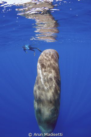 Perfect conditions out, Sleeping whale and snorkeler. Tak... by Arun Madisetti 
