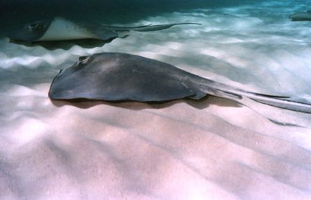An afternoon at Sting Ray City. This photo was taken with... by Steven Anderson 