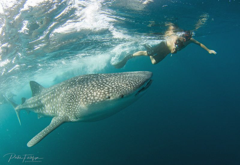 Whaleshark @ the gulf of Tadjoura, Djibouti by Pieter Firlefyn 