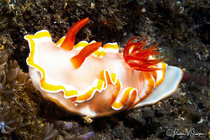 Glossodoris sp./Photographed with a Canon 60 mm macro len... by Laurie Slawson 