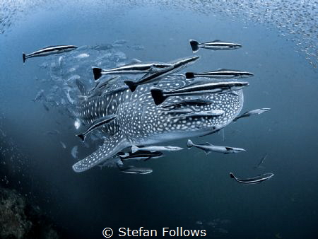 "Say Hello to my Little Friend"

Whale Shark - Rhincodo... by Stefan Follows 