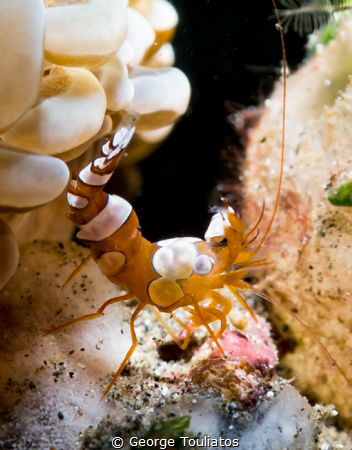 Sexy Shrimp!!! by George Touliatos 