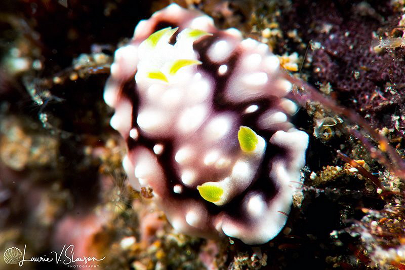 Goniobranchus geometricus/Photographed with a Canon 60 mm... by Laurie Slawson 