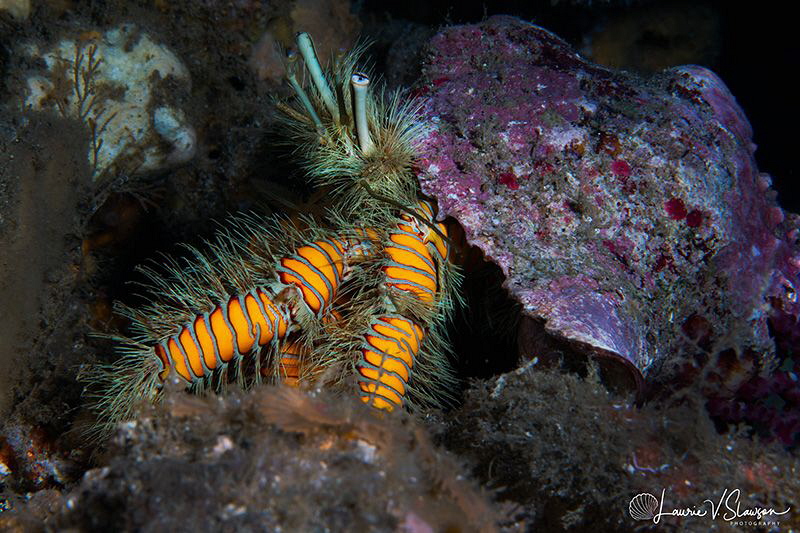 Hairy yellow hermit crab/Photographed with a Canon 60 mm ... by Laurie Slawson 