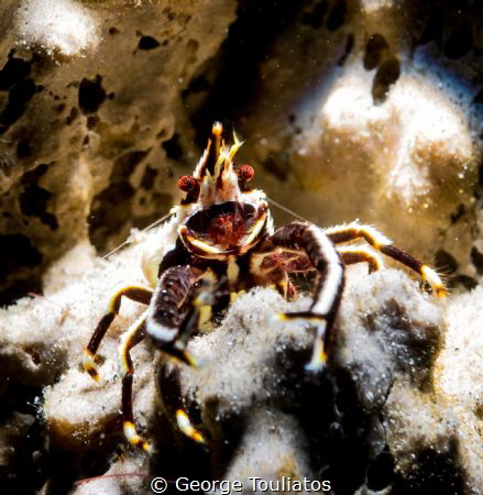 Crab Day!!! by George Touliatos 