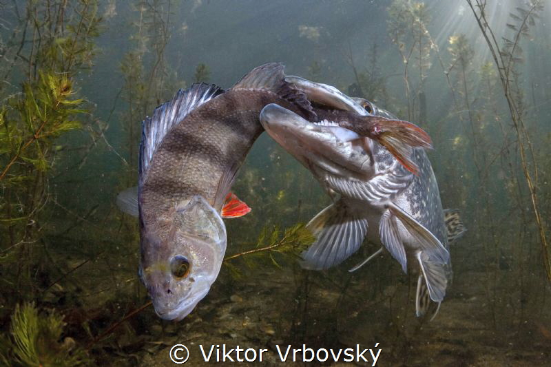 I exaggerated!(Pike X Perch) by Viktor Vrbovský 