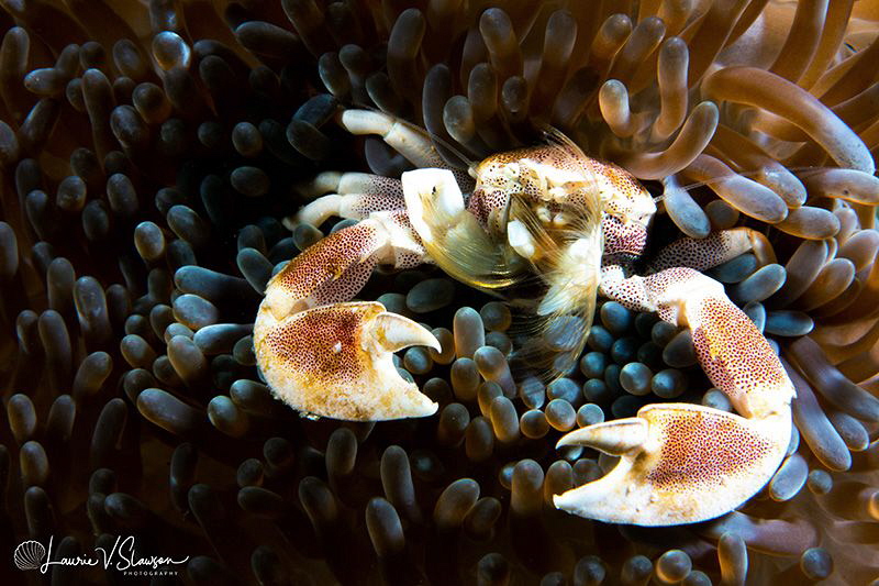 Spotted porcelain crab/Photographed with a Canon 60 mm ma... by Laurie Slawson 